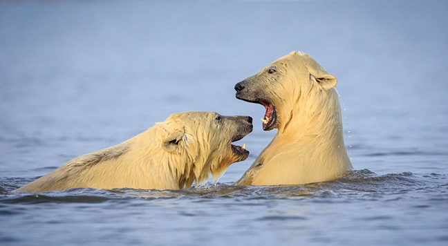 National Geographic: Πολική αρκούδα τρώει ένα μικρό αρκουδάκι (vid)